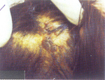 Retratos